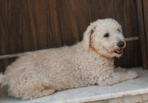 Lucky – Bild 2