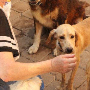 Suki – Bild 3