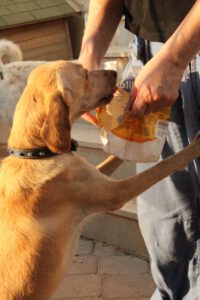 Suki – Bild 1