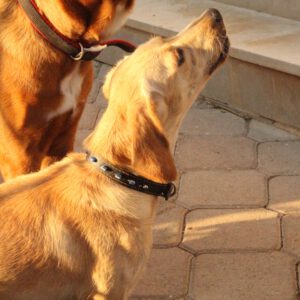 Suki – Bild 4