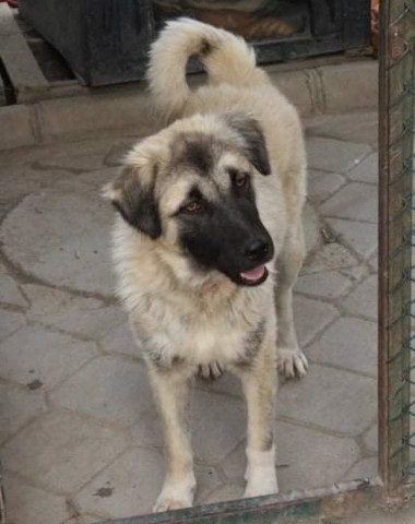 Nanuk