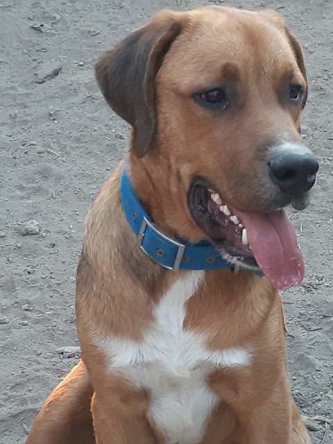 Odin