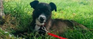 Polly RESERVIERT – Bild 1