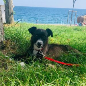 Polly RESERVIERT – Bild 6