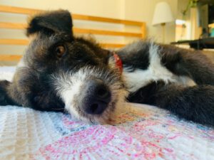Polly RESERVIERT – Bild 5