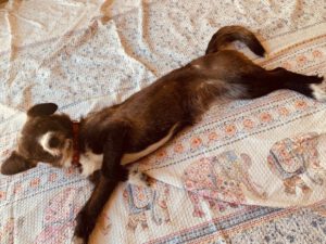 Polly RESERVIERT – Bild 4