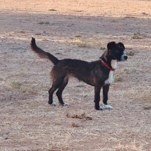Polly RESERVIERT – Bild 3