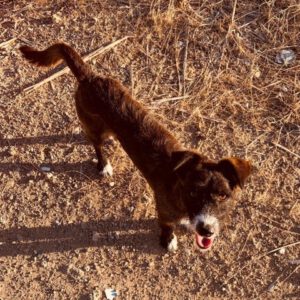 Polly RESERVIERT – Bild 2