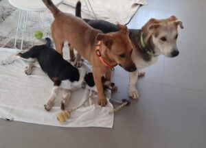Toffee – Bild 3
