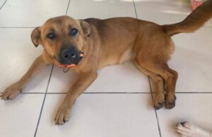 Toffee – Bild 2