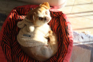 Clara – Bild 2