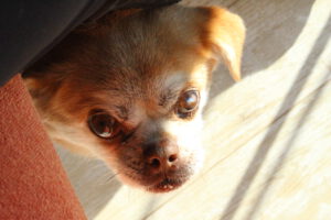 Clara – Bild 4