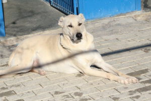 Emil – Bild 2