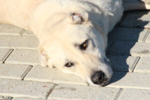 Emil – Bild 4