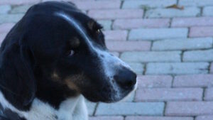 Lissy – Bild 1