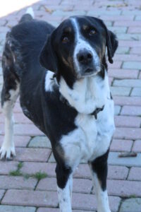 Lissy – Bild 4