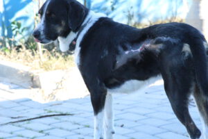 Lissy – Bild 3