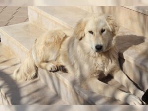 Beyaz – Bild 10