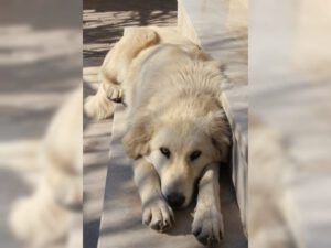 Beyaz – Bild 11