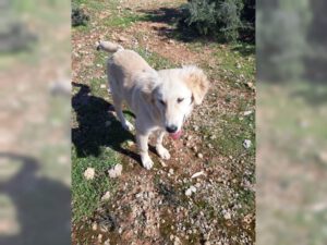 Beyaz – Bild 2