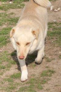 Lokum – Bild 1