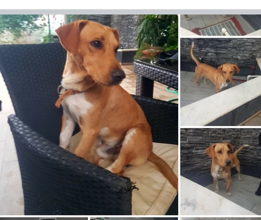 Milo