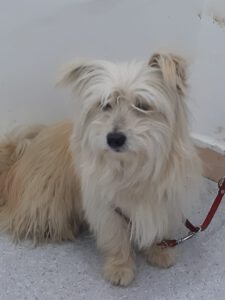 Tobby – Bild 3