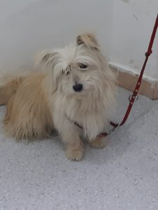 Tobby – Bild 4