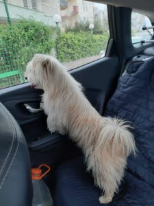 Tobby – Bild 5