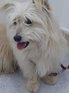 Tobby – Bild 6