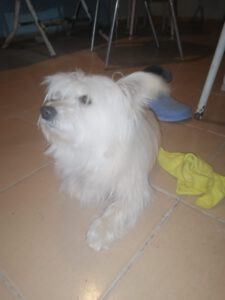 Tobby – Bild 7