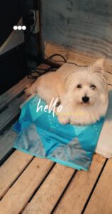 Tobby – Bild 1