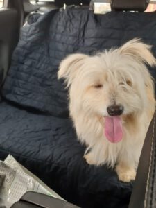 Tobby – Bild 2
