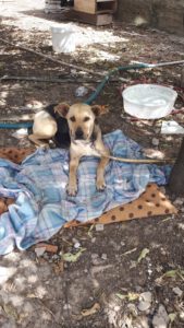 Bella – Bild 2
