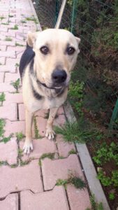 Bella – Bild 4