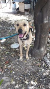 Bella – Bild 3