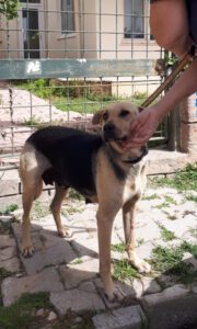 Bella – Bild 6