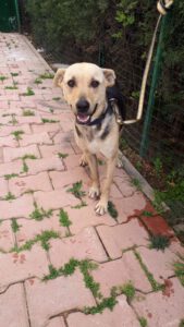 Bella – Bild 8