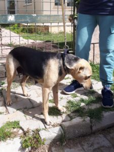 Bella – Bild 9