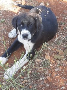 Susi – Bild 4