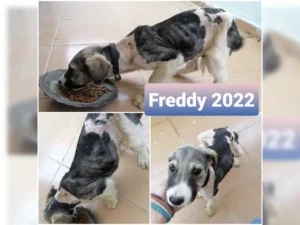 Freddy – Bild 22