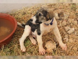 Freddy – Bild 19