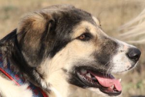 Freddy – Bild 9
