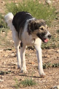 Freddy – Bild 7