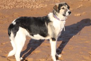 Freddy – Bild 5