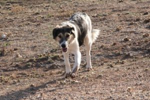 Freddy – Bild 4