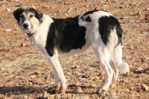 Freddy – Bild 3