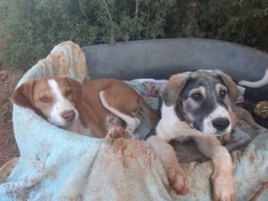 Freddy – Bild 17