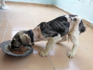 Freddy – Bild 16