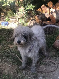 Dusty – Bild 3